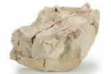 Bargain, Fossil Oreodont (Leptauchenia) Skull - South Dakota #249264-1